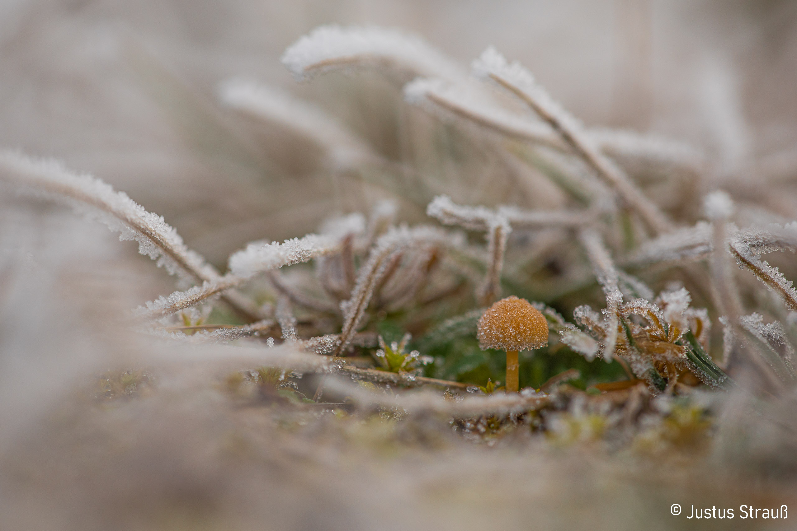Pilz unter Eis