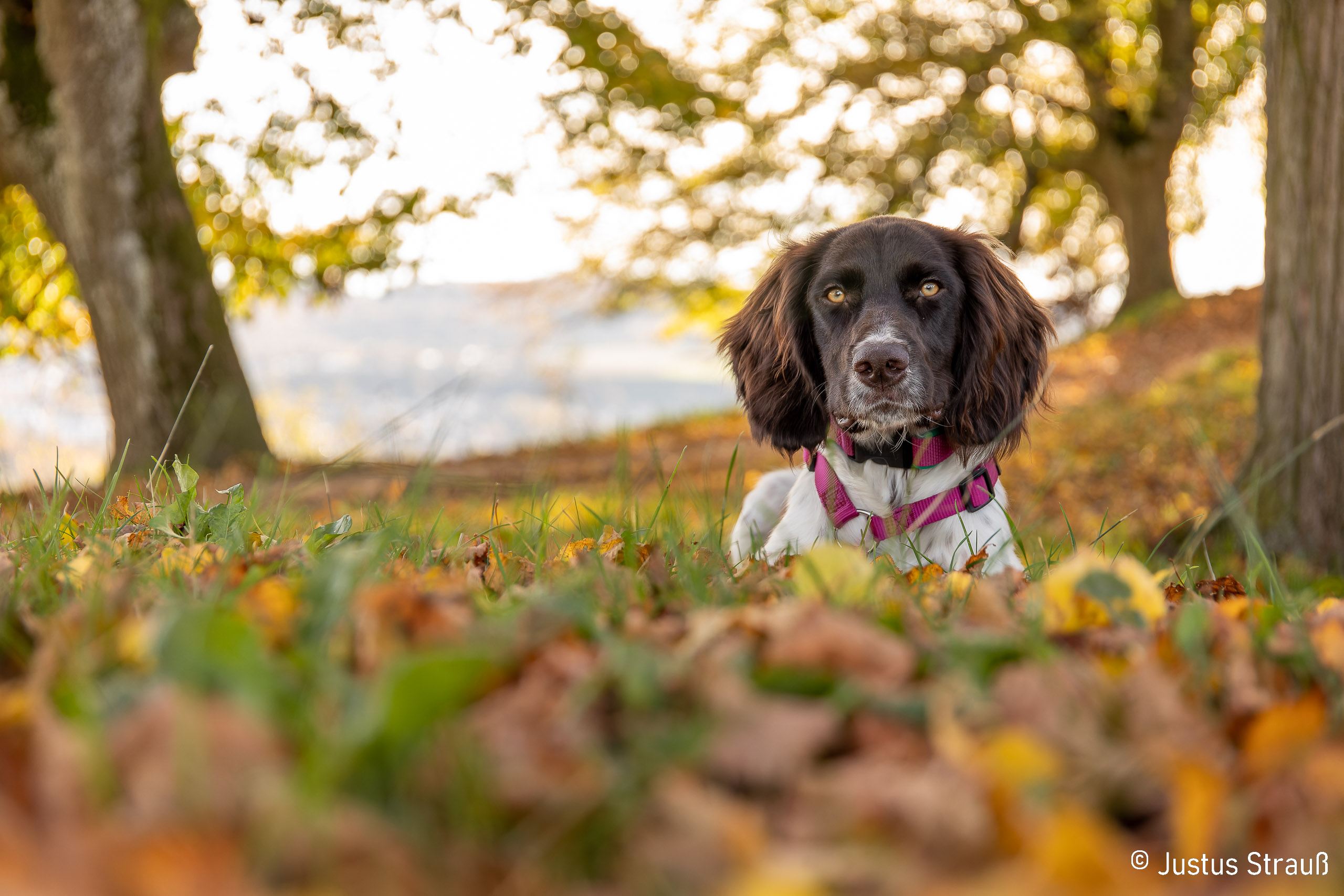 Santana   Deutscher Wachtelhund