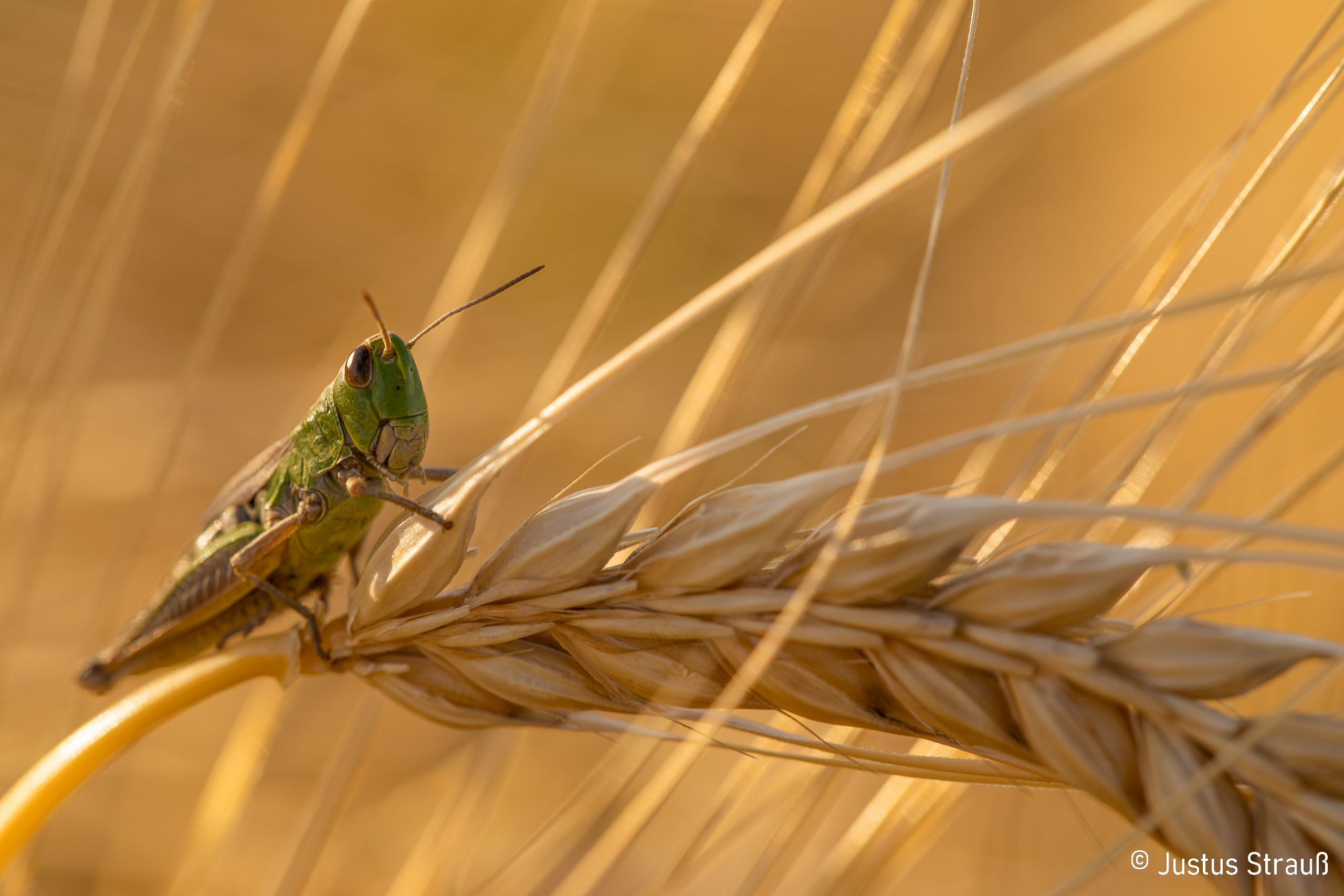 Ein Verwandter von Flip