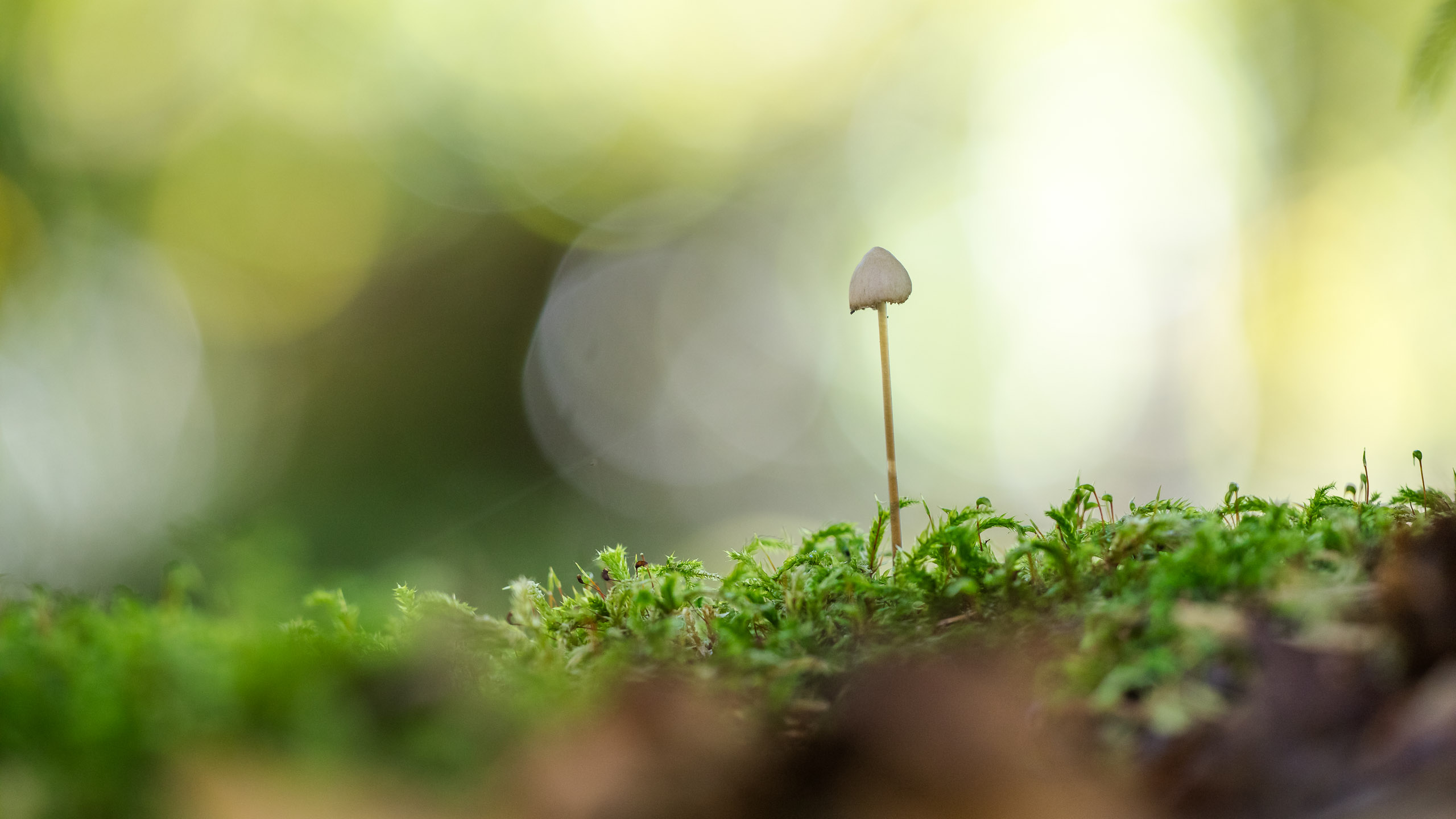 Ein Pilzlein im Walde